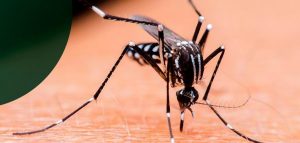 como identificar mosquito aedes aegypti dengue